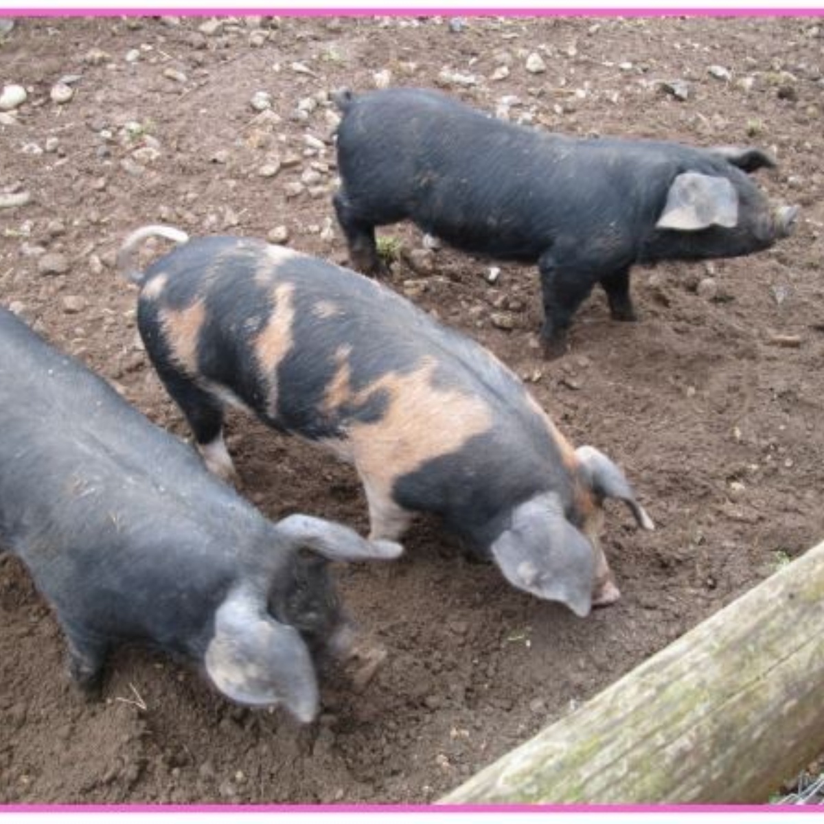 The Piggott School Foundation Trip to Rushall Farm